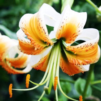 Луковицы  Лилия Lady Alice (Леди Алиса) (3шт.)