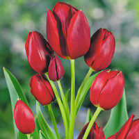 Луковицы Тюльпан многоцветковый Уоллфлауэр (в упаковке - 3шт.)