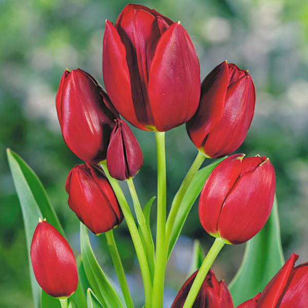 Луковицы Тюльпан многоцветковый Уоллфлауэр (в упаковке - 3шт.)