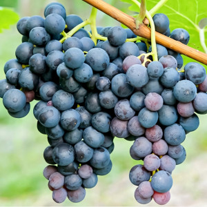 Саженцы Виноград Триумф