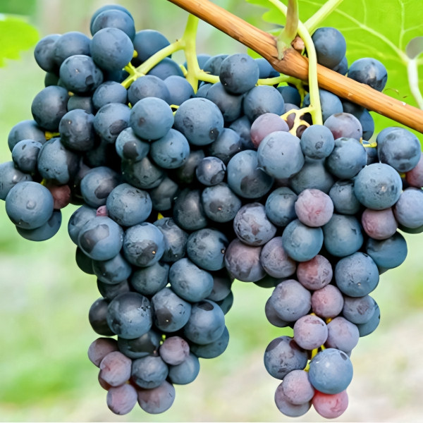 Саженцы Виноград Триумф