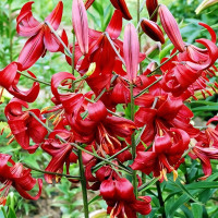 Луковицы  Лилия тигровая Red Flavour (Рэд Флейвоур) (3шт.)