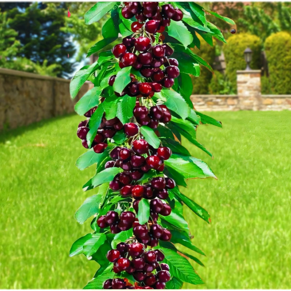 Саженцы Вишня колоновидная Кудрявая