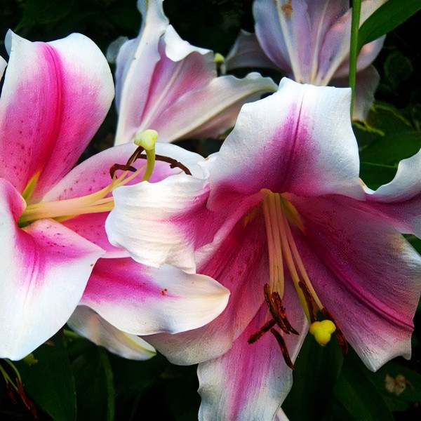 Луковицы  Лилия LOO гибрид Dreamweaver (Дримуивер) (3шт.)