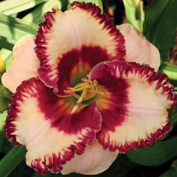 Саженцы Лилейник Ageless Beauty (Эйджлесс Бьюти)