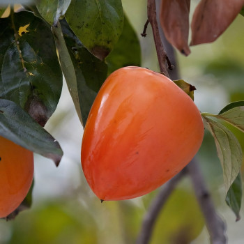 Саженцы Хурма Бычье Сердце