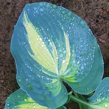 Саженцы Хоста Dream Weaver (Дрим Вивер) М