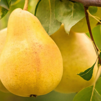 Саженцы Груша Бере Московская