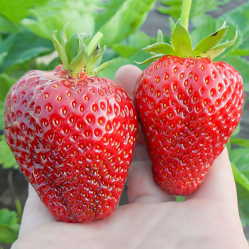 Клубника (крупноплодная) Альба 5 шт. в упаковке