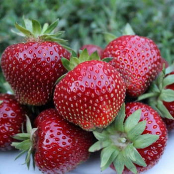 Клубника  Мальвина  (упаковка 5 шт.)