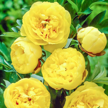 Пион Йеллоу