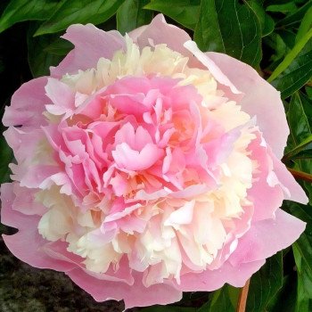 Саженцы Пион Angel Cheeks (Энджел Чикс)