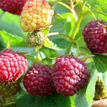 Саженцы Малина красная Полька