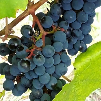 Саженцы Виноград Башкирский