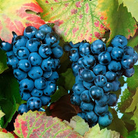 Саженцы Виноград Башкирский