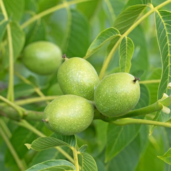 Саженцы Орех грецкий Пятилетка