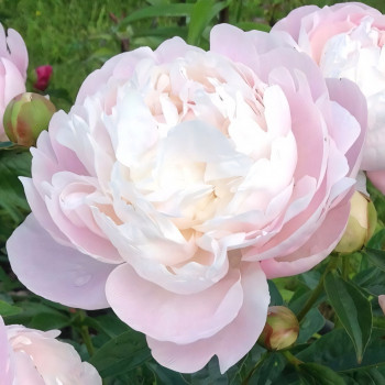 Саженцы Пион Mary E. Nicholls (Мэри Е. Никольс)