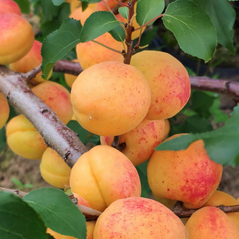 Саженцы Слива-абрикос Шедевр 1 шт.