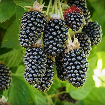 Саженцы Ежевика Блэк Бьюти