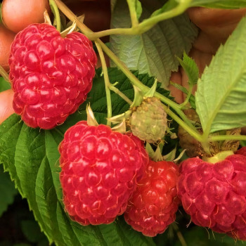 Саженцы Малина красная Каскад делайт