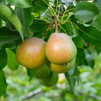 Саженцы Груша Бергамот Дагестана