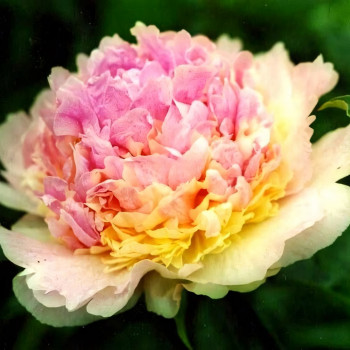 Саженцы Пион Raspberry Sundae (Распберри Сандей)