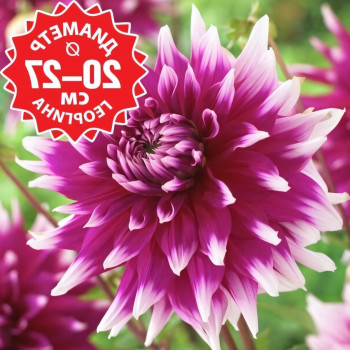 Саженцы Георгина England's Glory