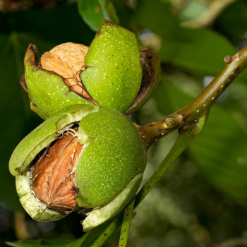 Саженцы Орех грецкий Изобильный