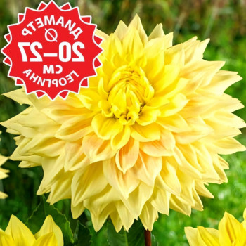 Саженцы Георгина Advance US