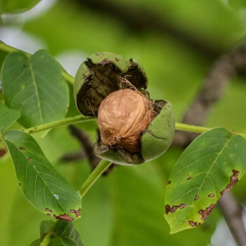 Саженцы Орех грецкий Десертный