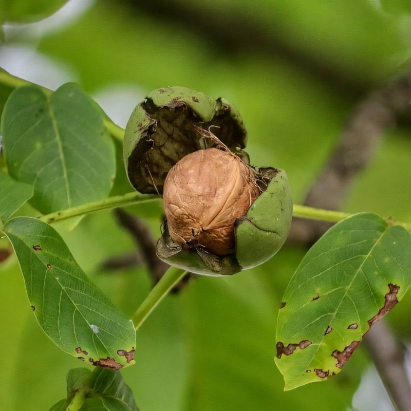 Саженцы Орех грецкий Десертный