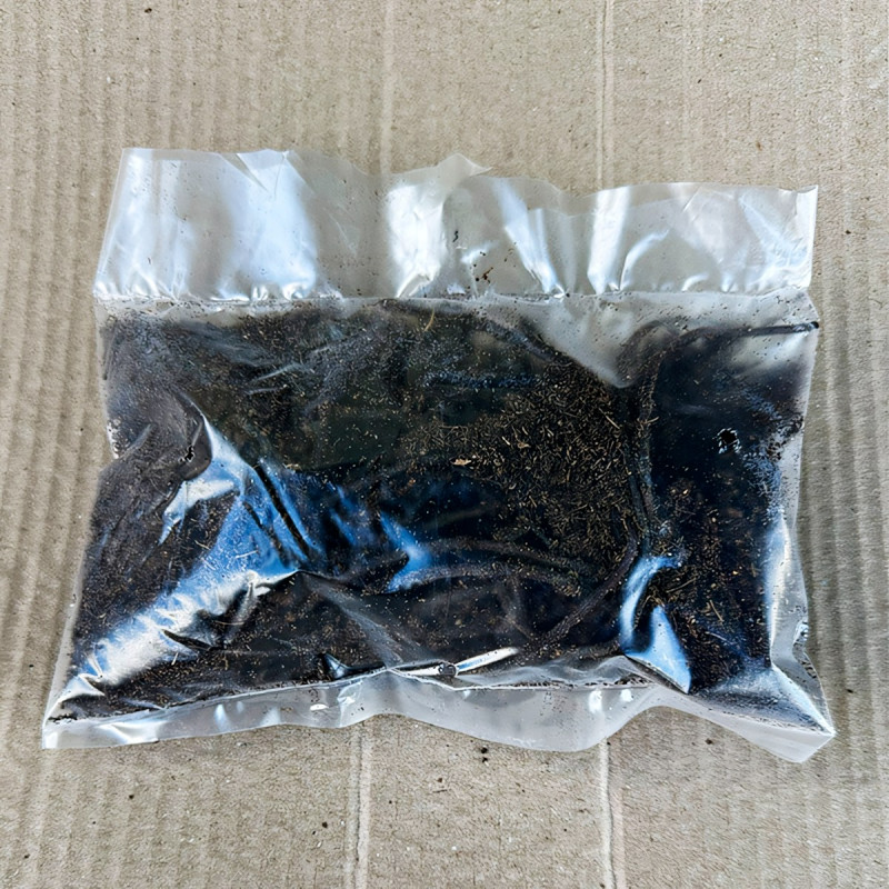 Саженцы Георгина декоративная Belfloor (Белфлор)