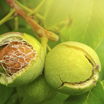 Саженцы Орех грецкий Селекционер