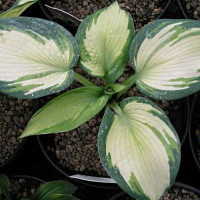 Саженцы Хоста Eskimo Pie (Эскимо Пай) М
