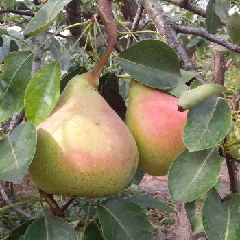 Саженцы Груша Виктория