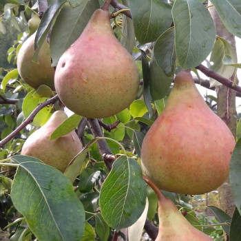 Саженцы Груша Виктория
