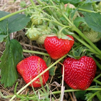Клубника Гигантелла  (упаковка 5 шт.)