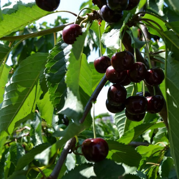 Саженцы Черешня Ревна