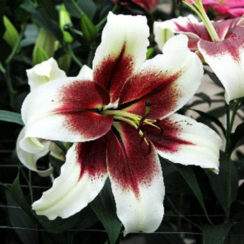  Лилия ОТ гибрид Zeba (Зеба)