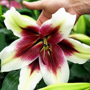  Лилия ОТ гибрид Zeba (Зеба)