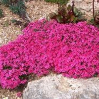 Саженцы Флокс шиловидный Scarlet Flame (Скарлет Флейм)