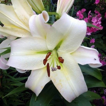  Лилия ОТ гибрид Pretty Women (Притти Вумен)