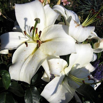  Лилия ОТ гибрид Pretty Women (Притти Вумен)