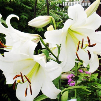  Лилия ОТ гибрид Pretty Women (Притти Вумен)
