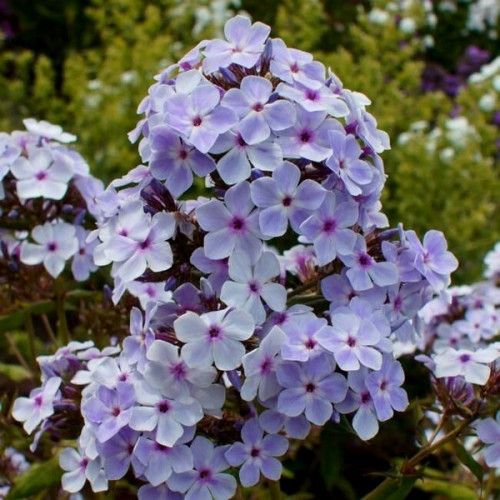 Саженцы Флокс Lavender Wolke (Лаванделвольке)