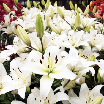  Лилия азиатская Navona (Навона)