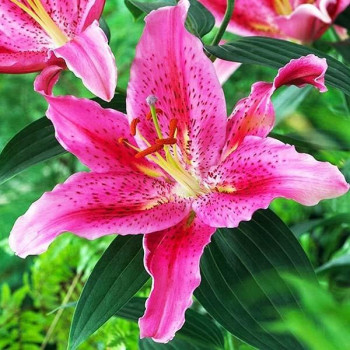  Лилия восточная Dуnamite (Динамит)