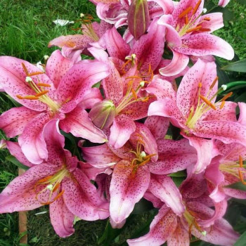  Лилия восточная Dуnamite (Динамит)