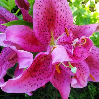  Лилия восточная Dуnamite (Динамит)