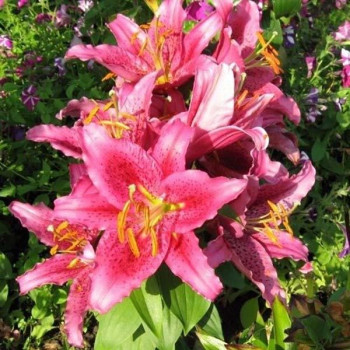  Лилия восточная Dуnamite (Динамит)